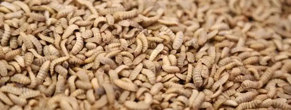 Black soldier fly larvae (BSFL)